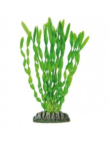 Vallisneria de AQUATIC PLANTS (20 cm)ICA