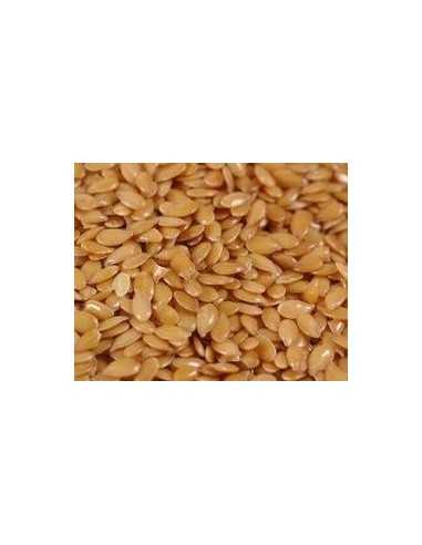 Linseed  biondi