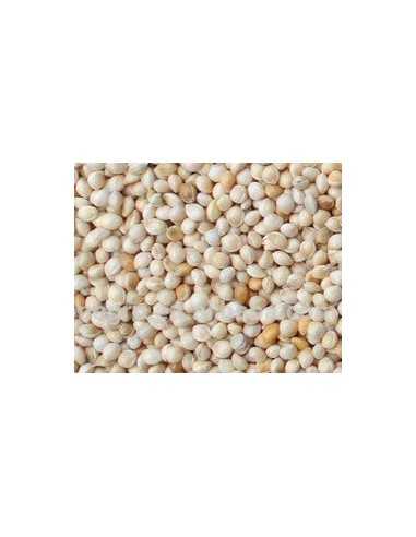 White millet