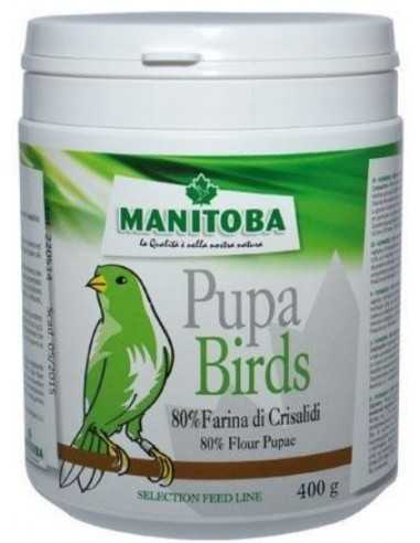 Repas larvaire   Pupa Birds  Manitoba